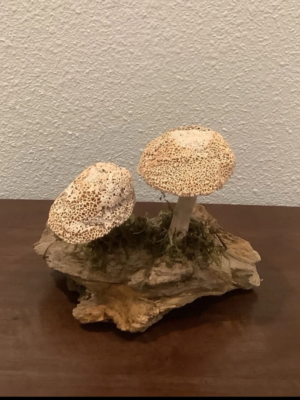 Driftwood Art, Driftwood & Seashell Mushrooms, Seashell Mushroom Art, Coastal
